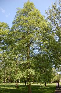 Alnus cordata (Aliso italiano)